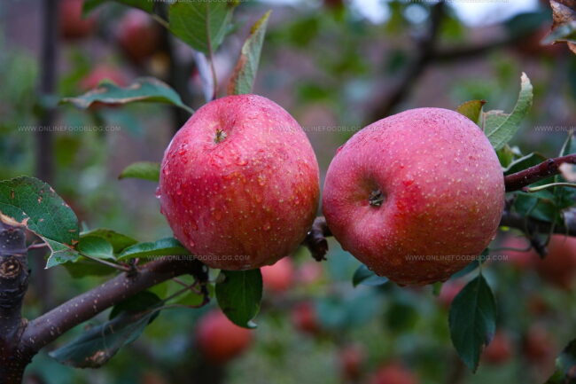 Kingston Black Apples