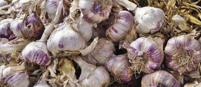 Ail Violet De Cadours