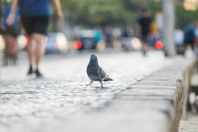 Facts About Pigeons and Pigeon Meat