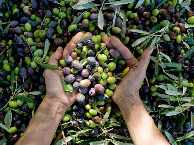 Harvest
