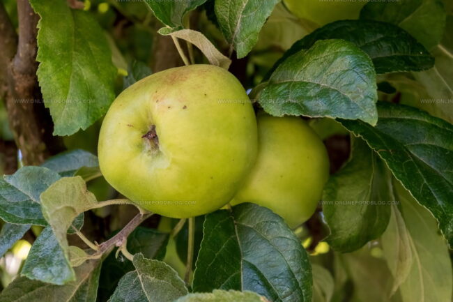 Grenadier Apples