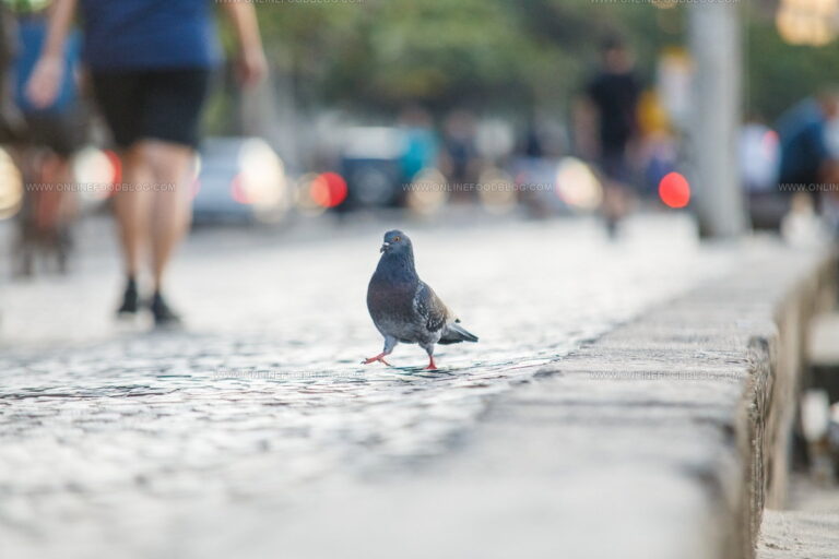 What Does Pigeon Taste Like? Discover This Mystery Meat