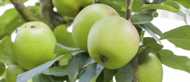 Maca Bravo De Esmolfe