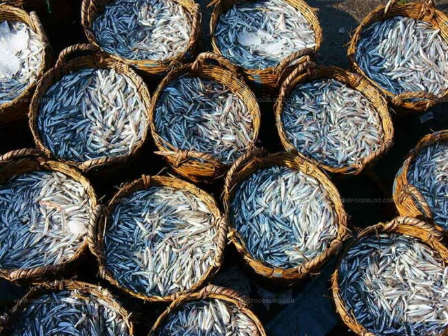 Types of Fish Used for Fish Sauce